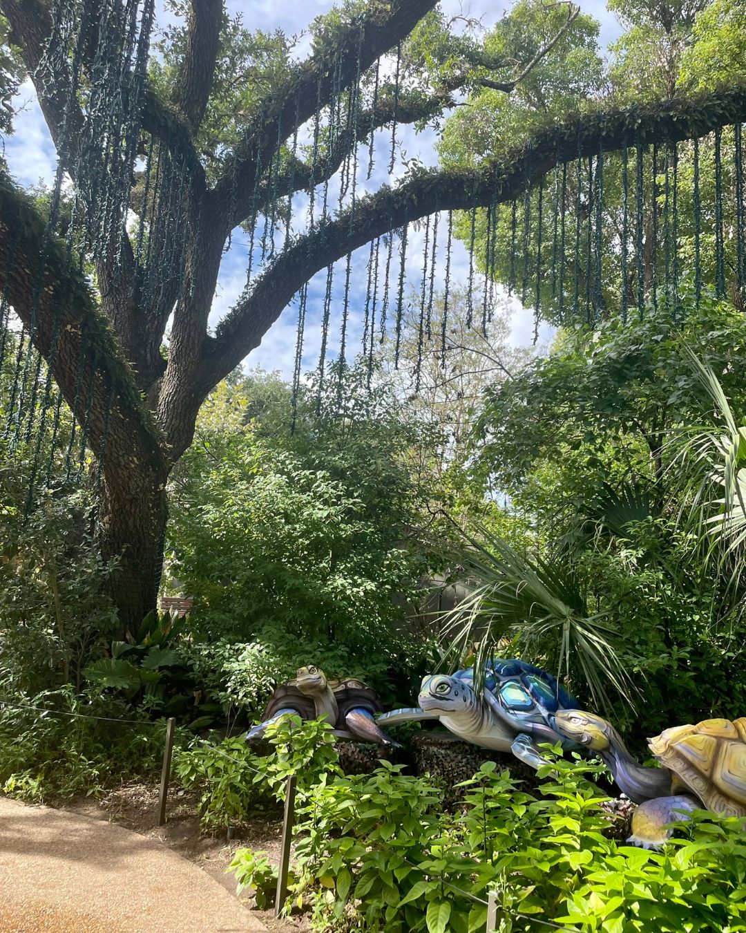 Pretty tree at the Houston Zoo